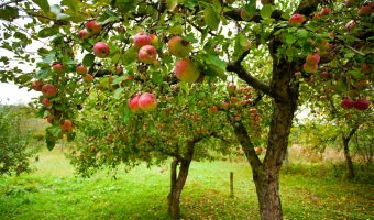 Trees with red apples in an orchard