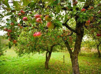 Trees with red apples in an orchard
